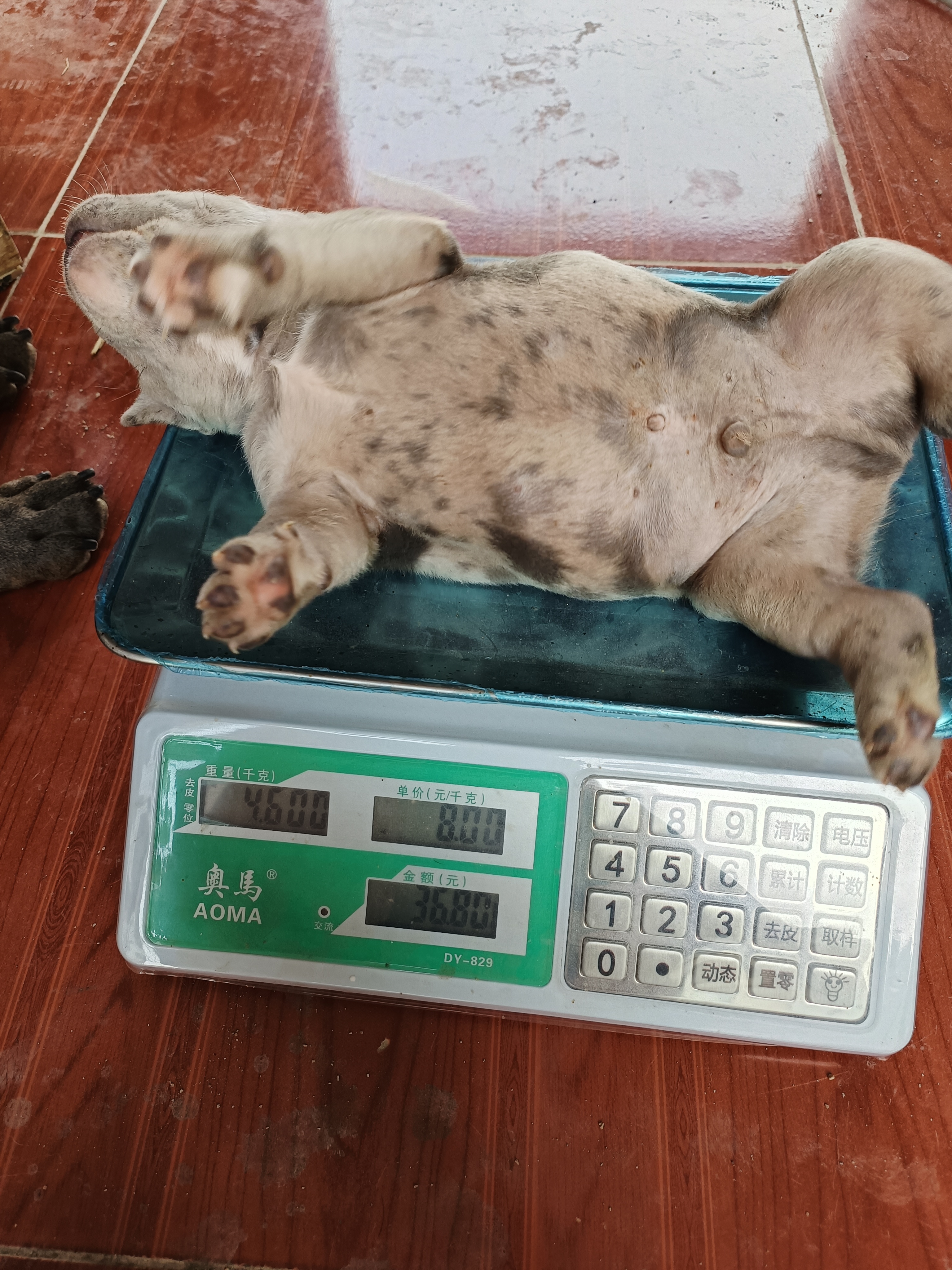 恶霸犬  大体陨石色
